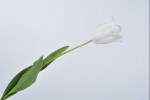 Tulp de luxe wit 61cm